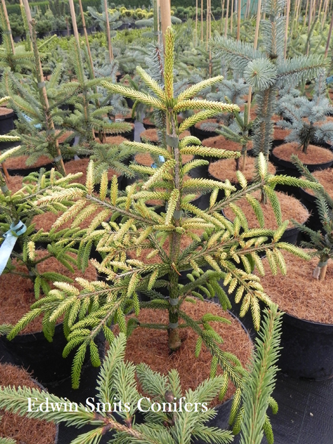 Picea orientalis 'Spring Frost'